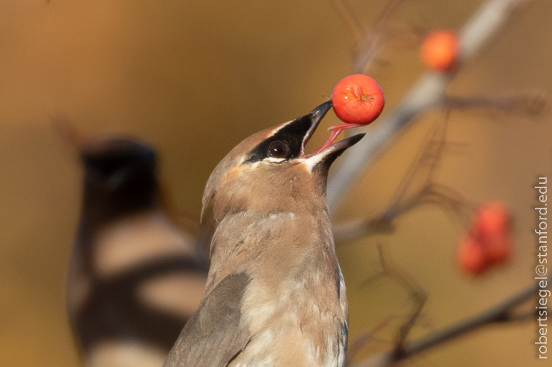 waxwing